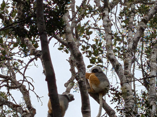 Madagascar Land Of Wonders-安塔那那利佛必去景点