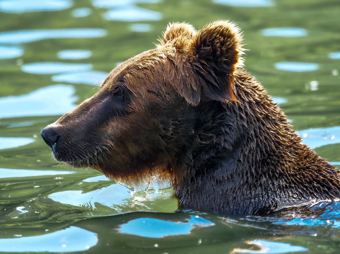 All Alaska Outdoors Lodge主图