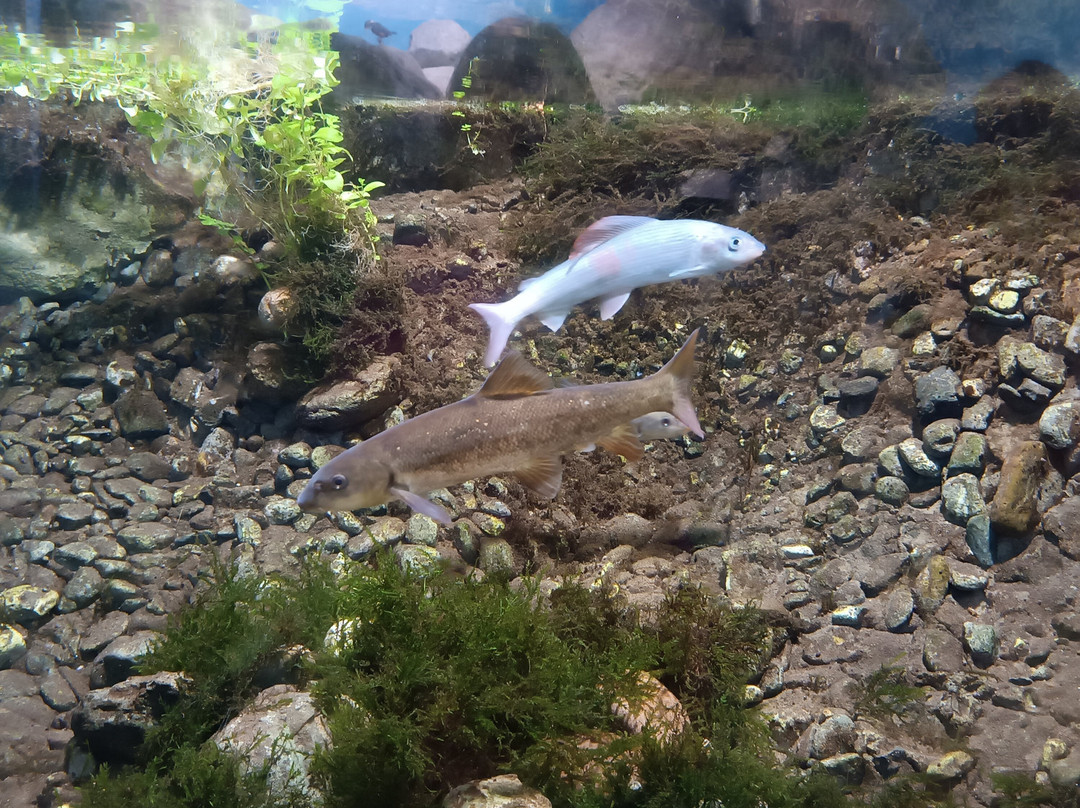 Acquario di Ariis景点图片