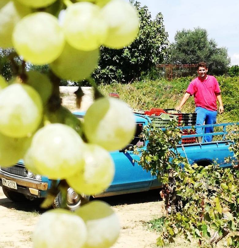 Skoumpris Winery, Evia Island-Khalkis必去景点