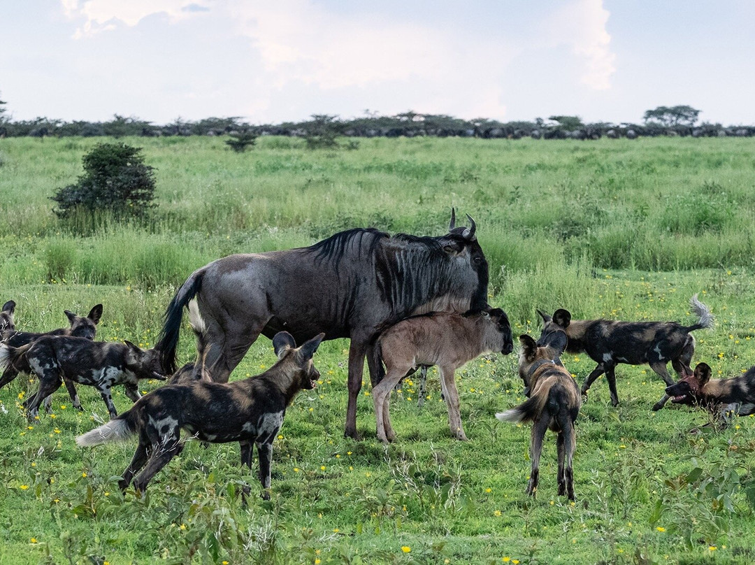 Experience calving season in Serengeti-Fumba必去景点