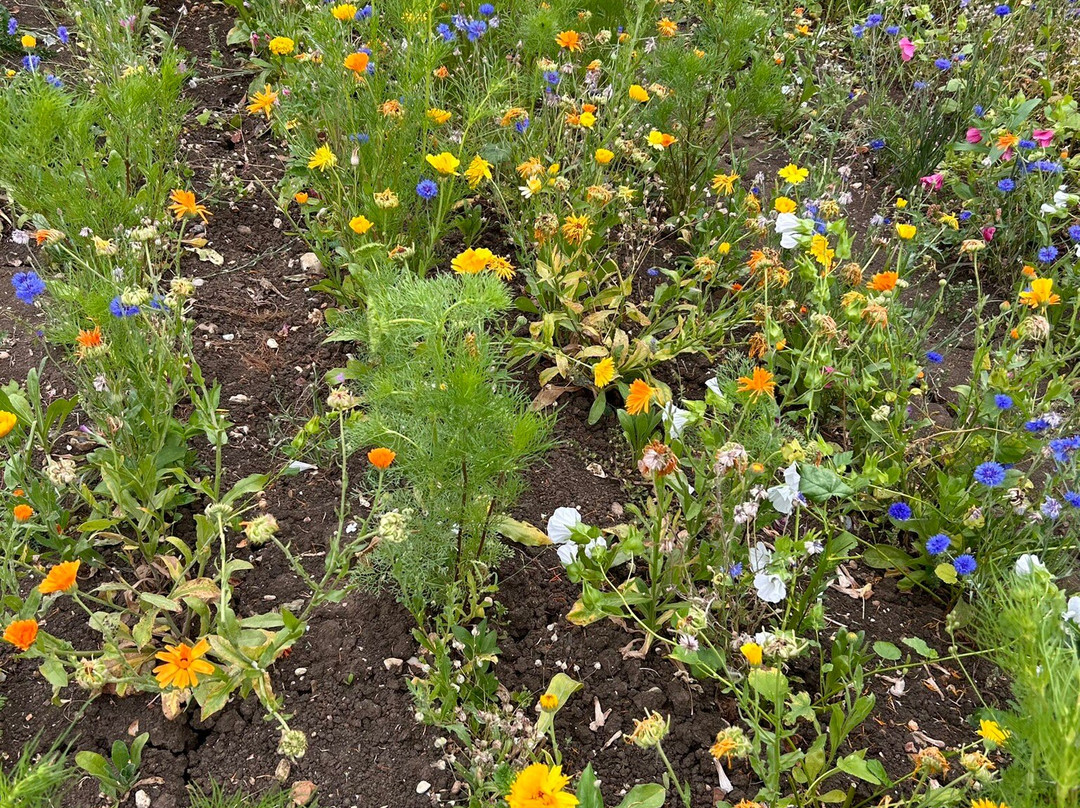 Writtle Sunflowers景点图片