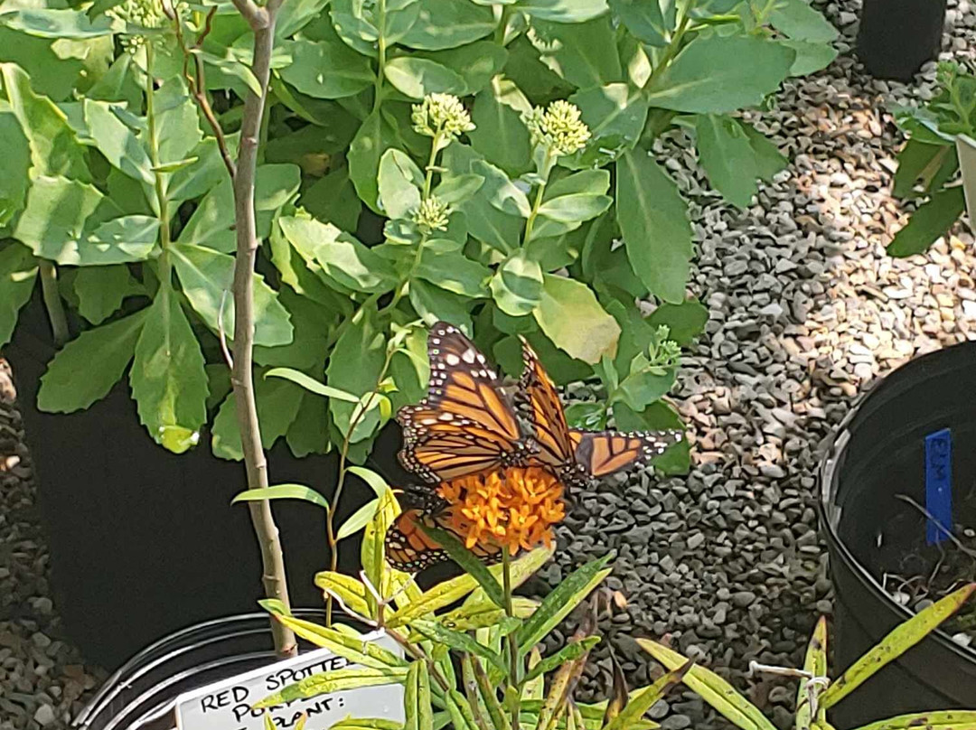 Butterflies of Cape Cod景点图片