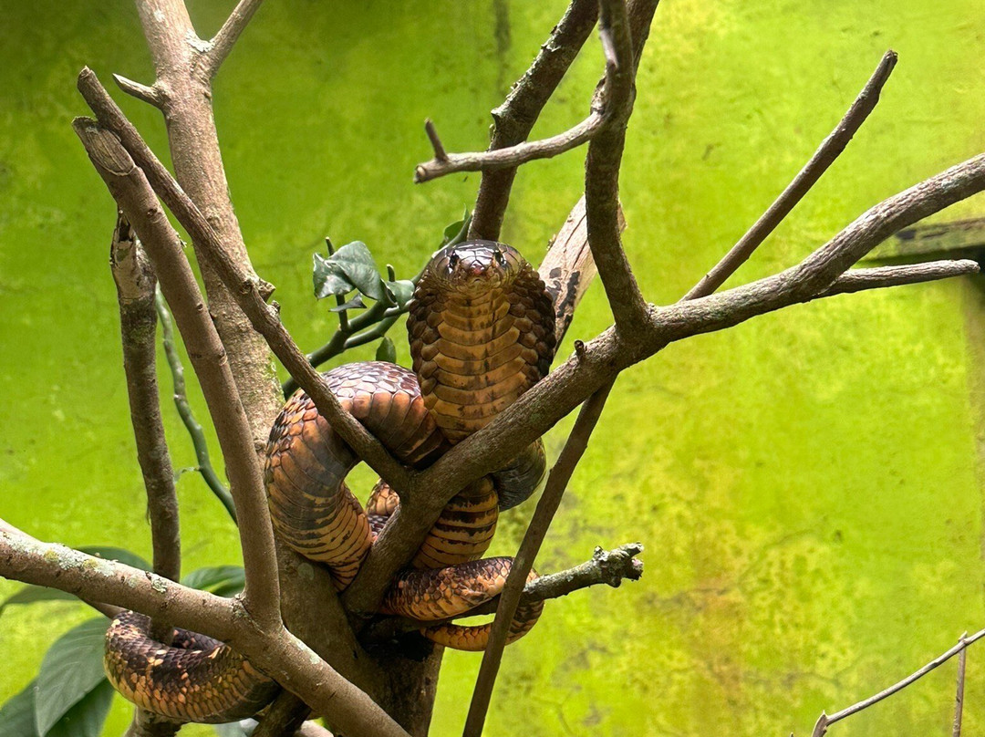 Uganda Reptile Village-恩德培必去景点