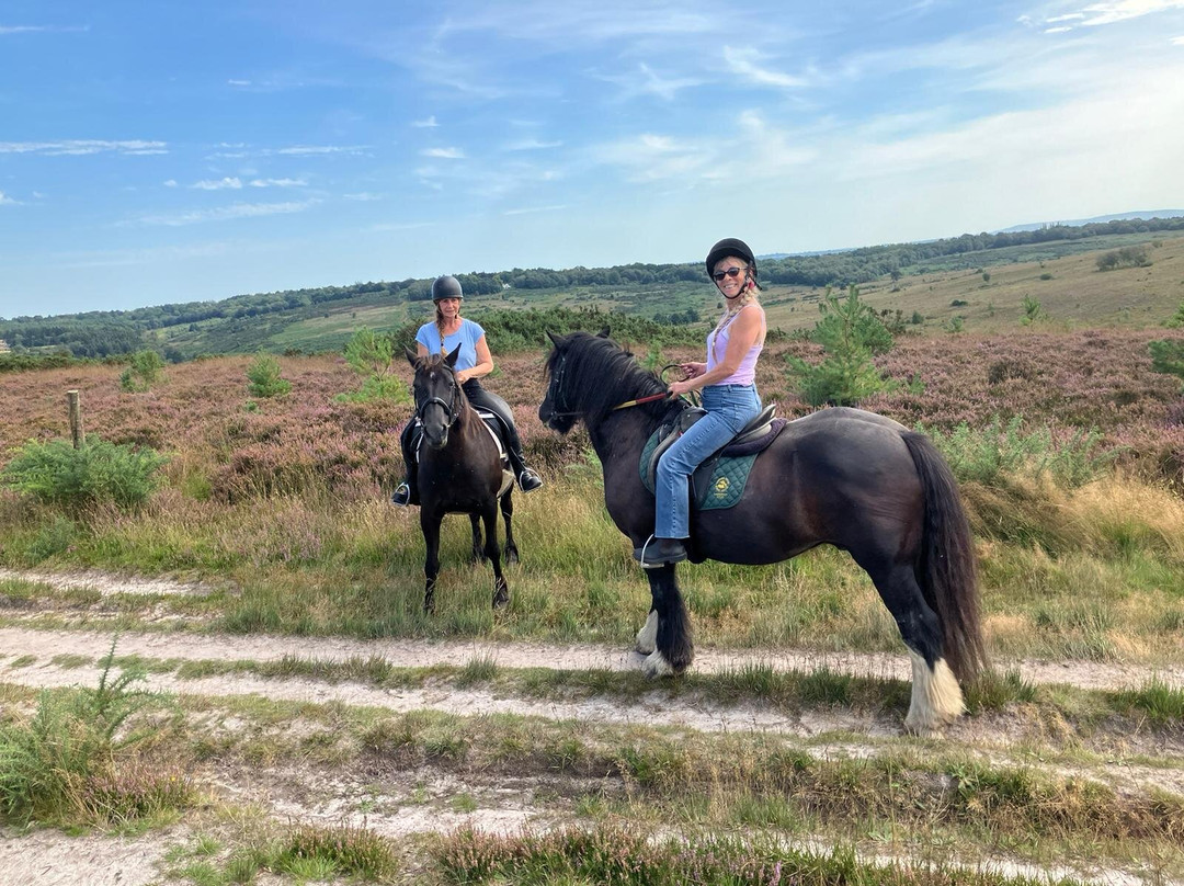 Ashdown Forest Riding Centre景点图片