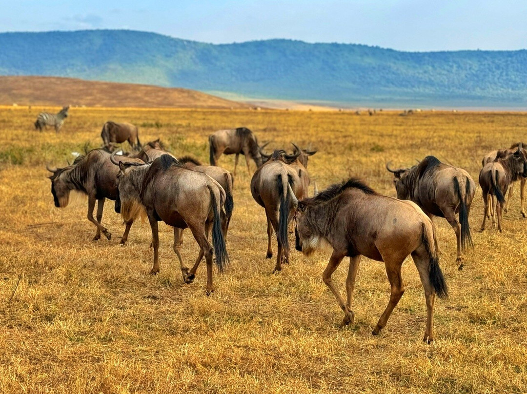 Luxury Short Safari-桑给巴尔岛必去景点