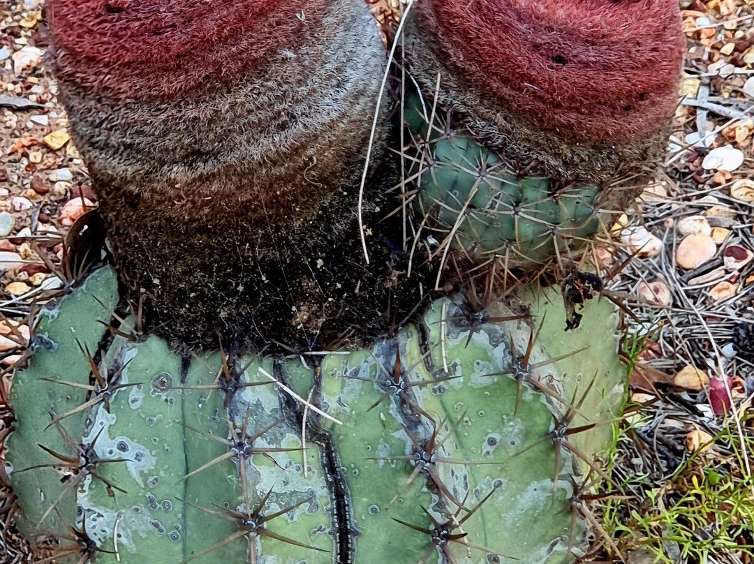Lightning Ridge Visitor Information Centre-Lightning Ridge必去景点