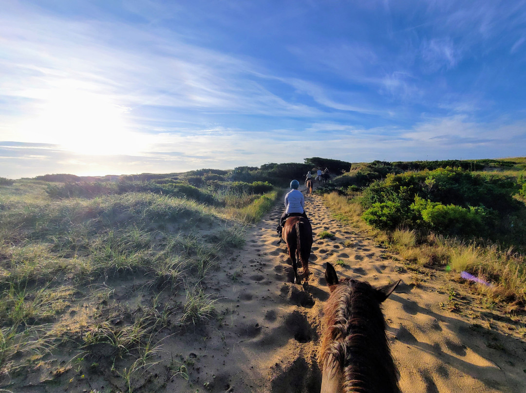 Equine Adventures景点图片