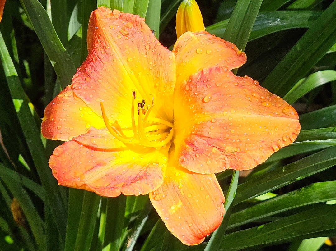 Cheyenne Botanic Gardens-夏延必去景点