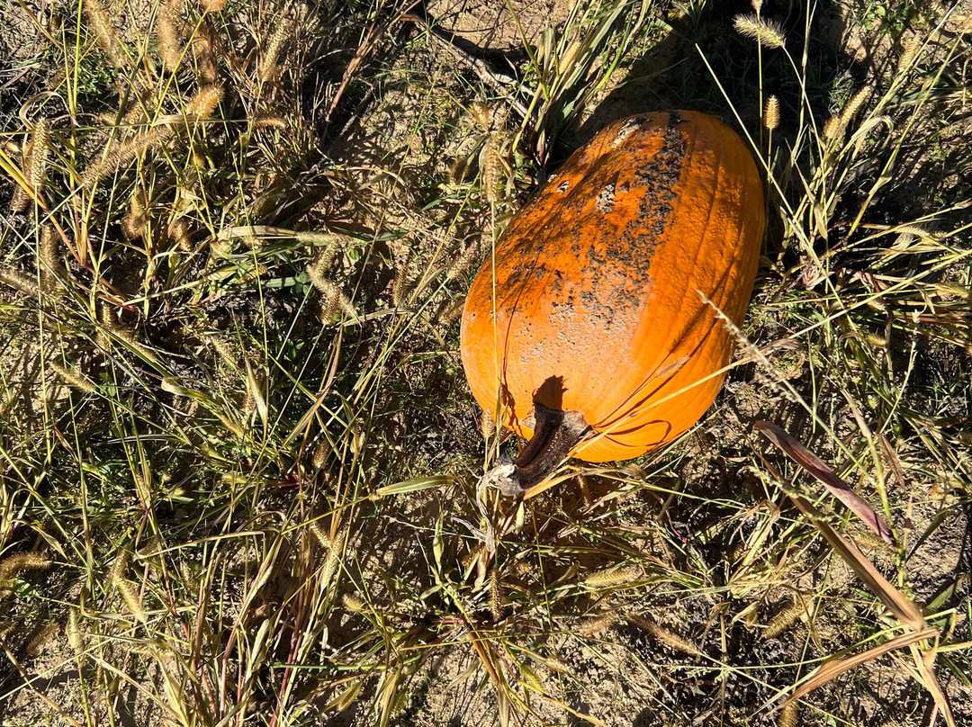 The Apple Works-Trafalgar必去景点