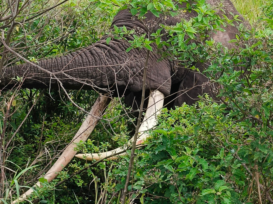 Jambo Eco Tours & Safaris-坎帕拉必去景点