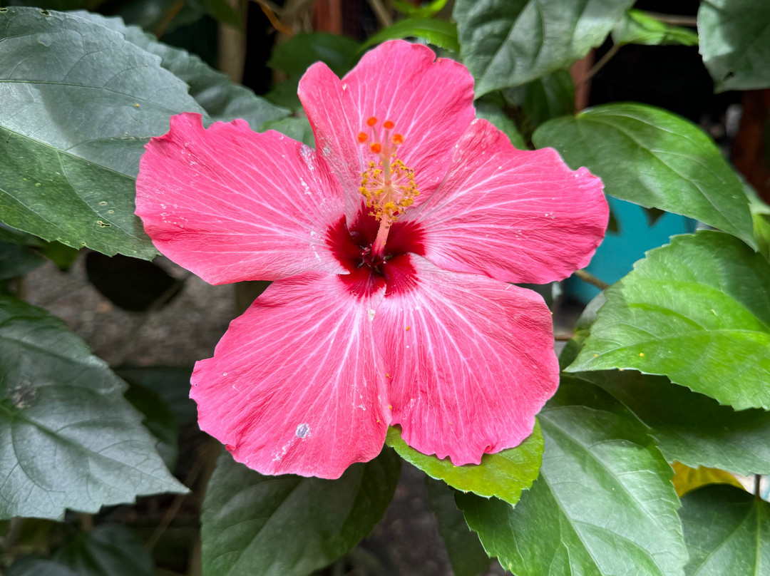 Medicinal and Edible Plant Tour-旧港必去景点