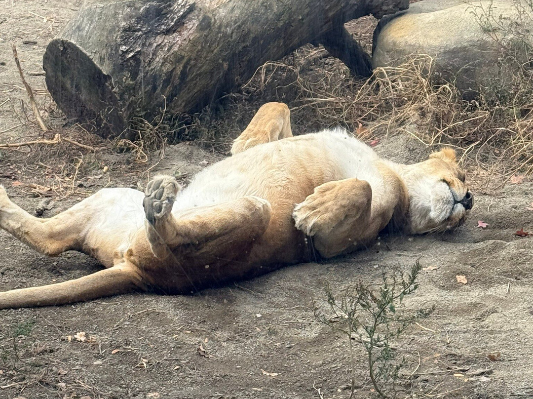 Erie Zoo-伊利必去景点