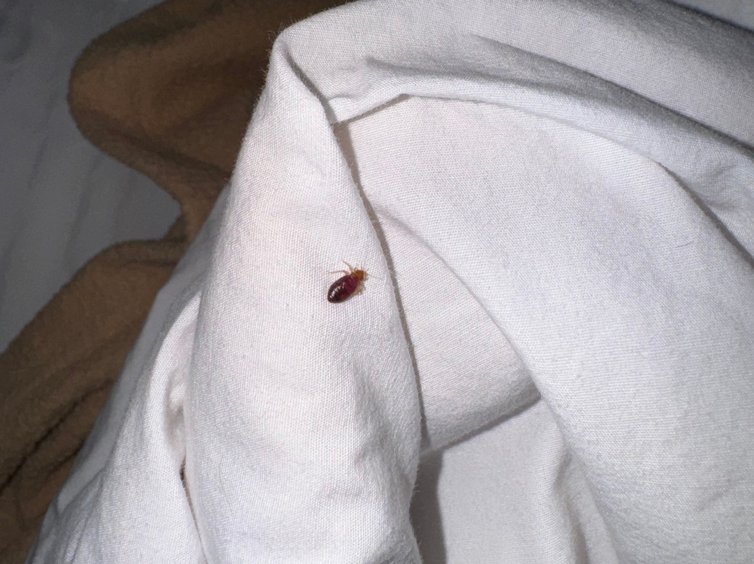 Super 8 by Wyndham Manistee主图