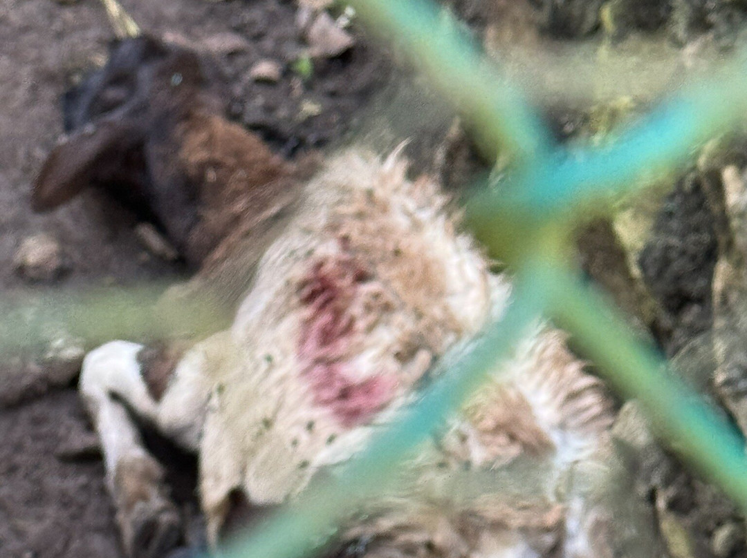 Vallazoo-巴利亚多利德必去景点