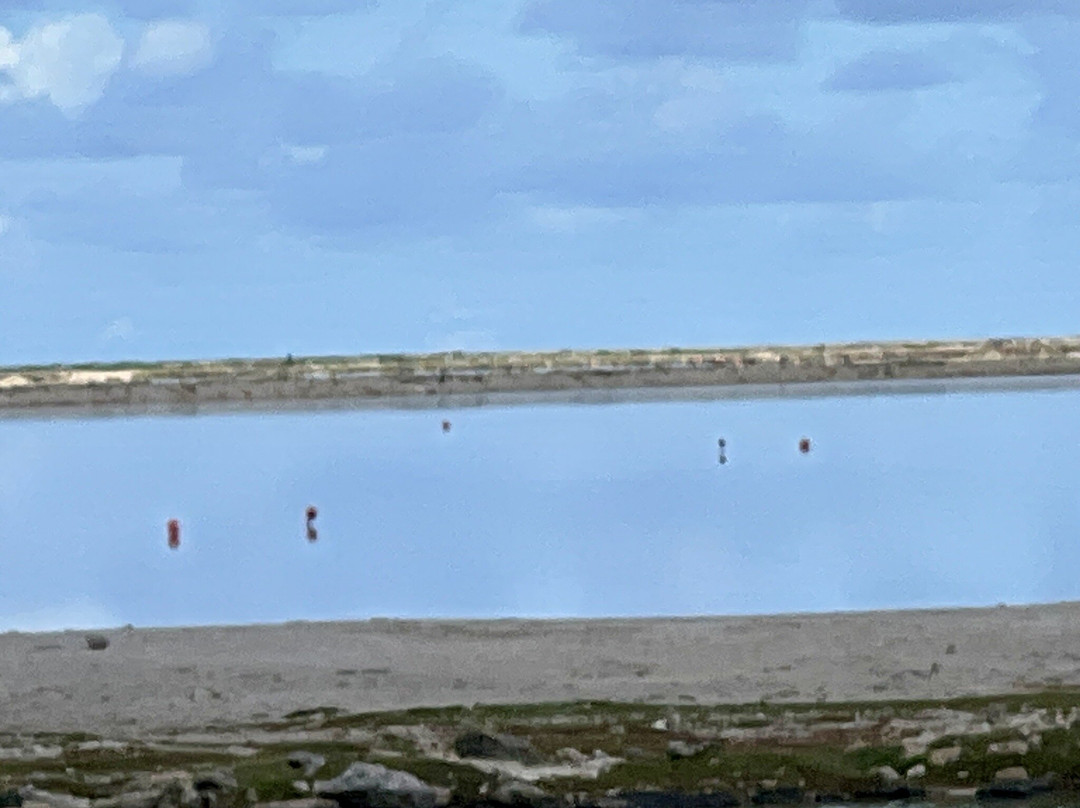 Pekelmeer Flamingo Sanctuary-博奈尔岛必去景点