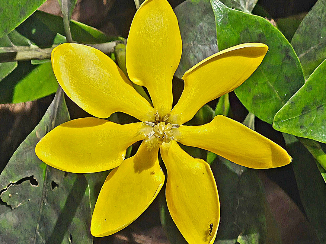 Ayurveda Kuren Maho主图