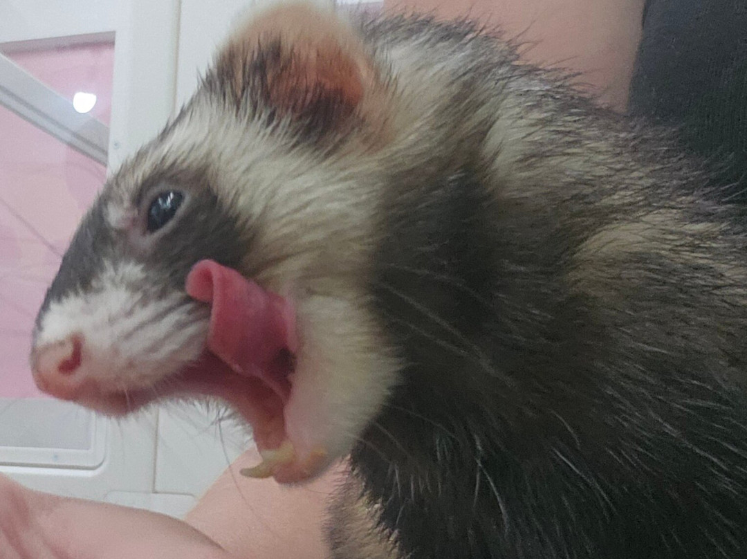 Cat＆Animal Cafe Noah's Ark-京都市必去景点