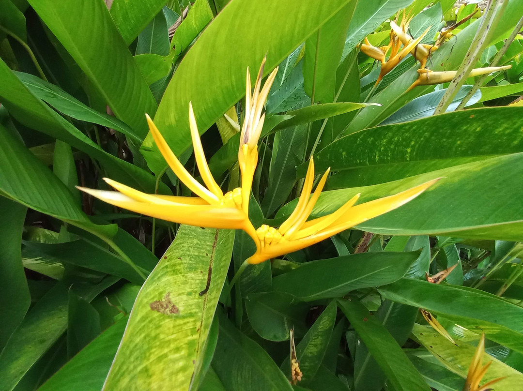 Royal Botanic Gardens Peradeniya景点图片
