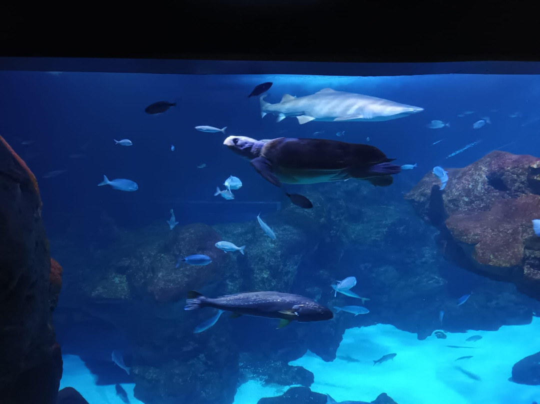 Bioparc Acuario De Gijón-希洪必去景点
