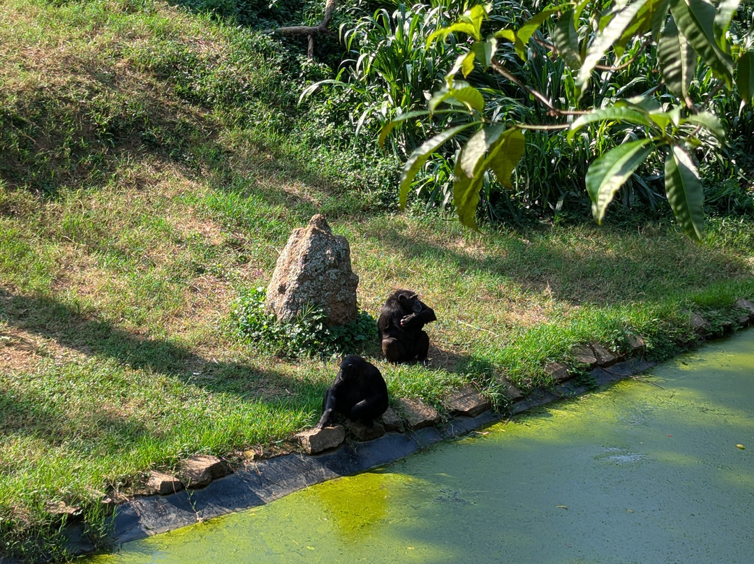 Entebbe Zoo景点图片