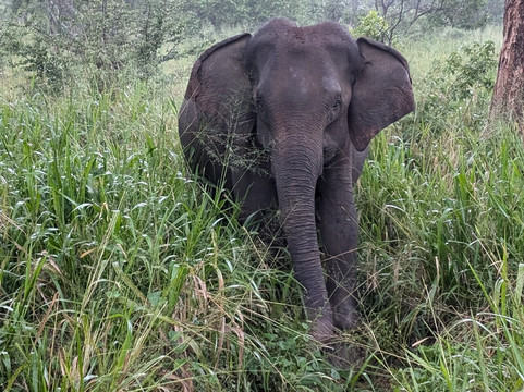 Minneriya Wild Jeep Safari-丹布拉必去景点