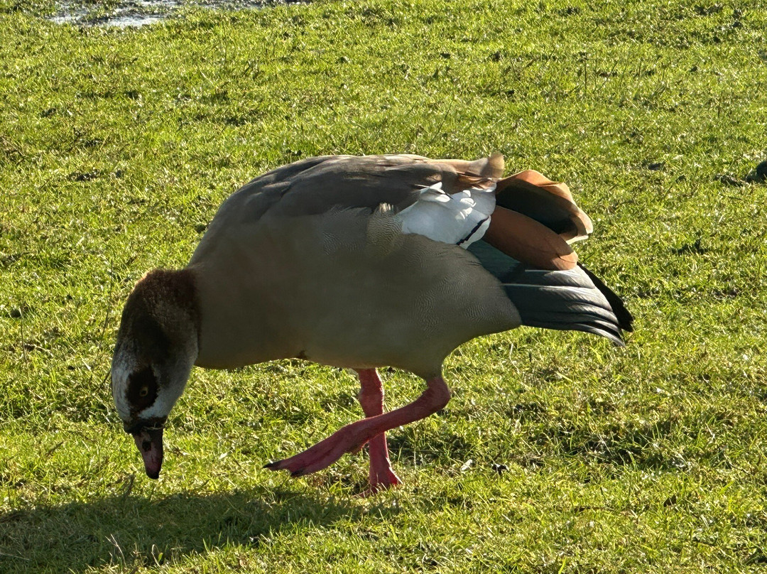 Essex Wildlife Trust Bedfords Park Visitor Centre景点图片