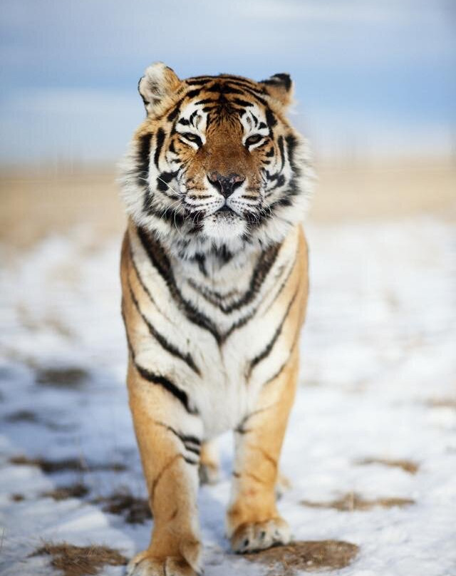 Wild Animal Sanctuary-Keenesburg必去景点