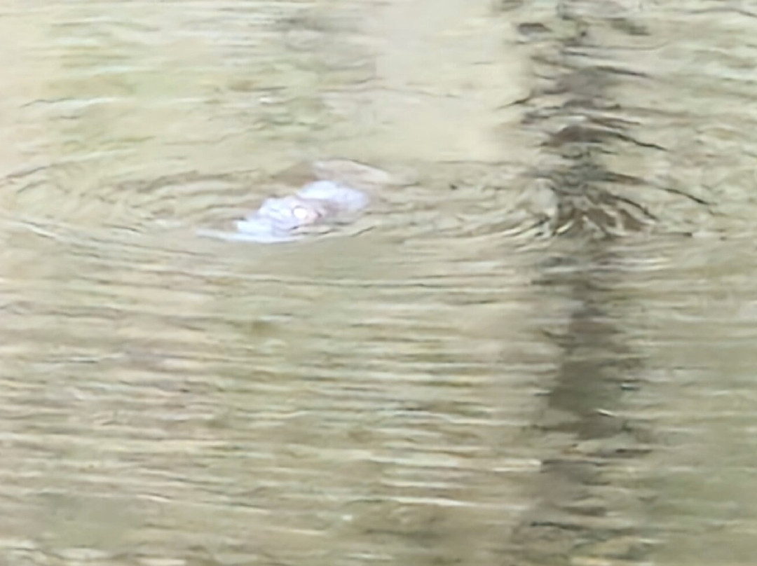 Bombala Platypus Reserve-Bombala必去景点