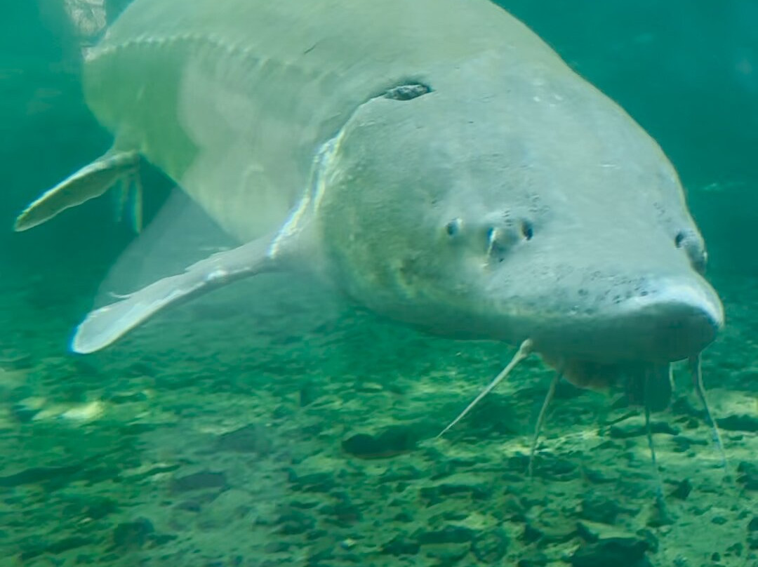 Bonneville Hatchery-Cascade Locks必去景点