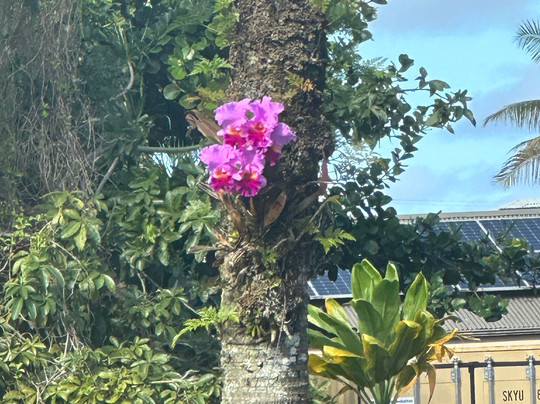 Malahini Tours-希洛必去景点