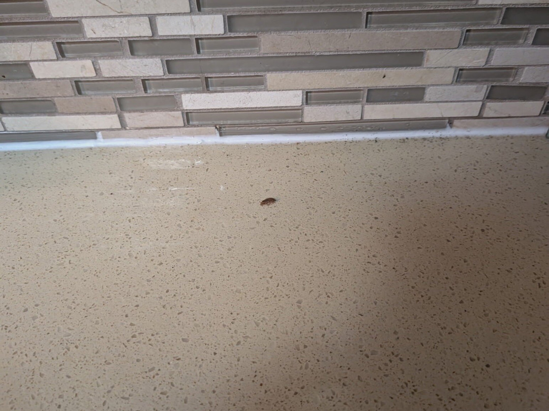 Staybridge Suites Lakeland West By IHG主图