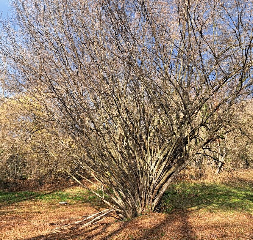La Fageda d'en Jorda景点图片