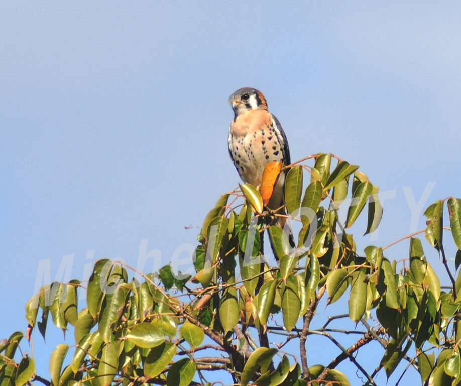 Anse Noire-Les Anses d'Arlet必去景点