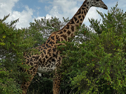 Crowned Eagle Safaris Limited-内罗毕必去景点