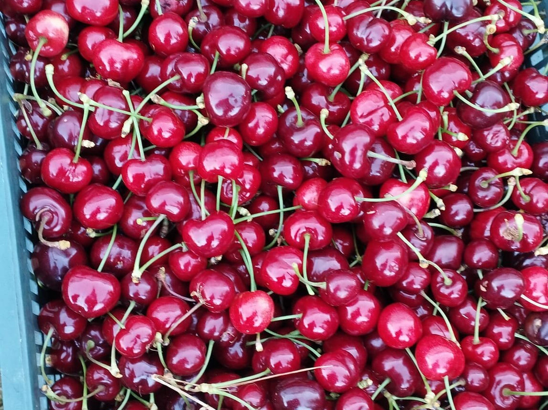 Cerezas Morales景点图片