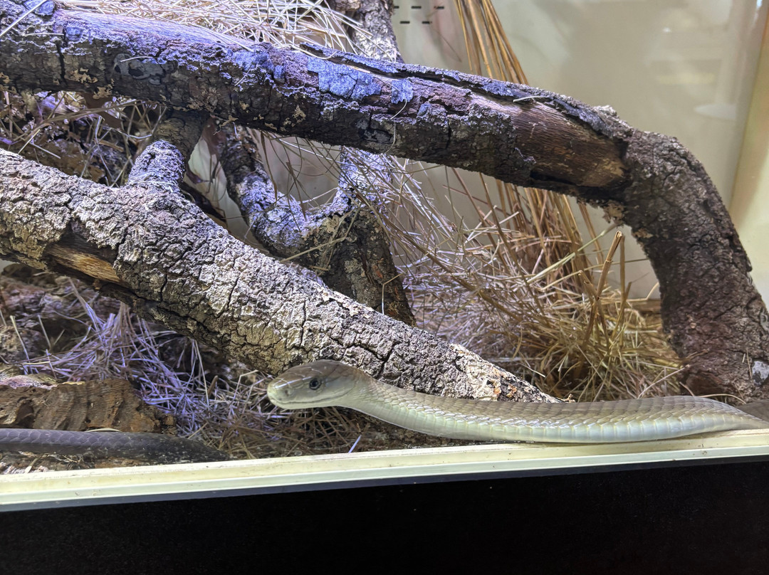 Reptile Preservation Institute-Keystone Heights必去景点