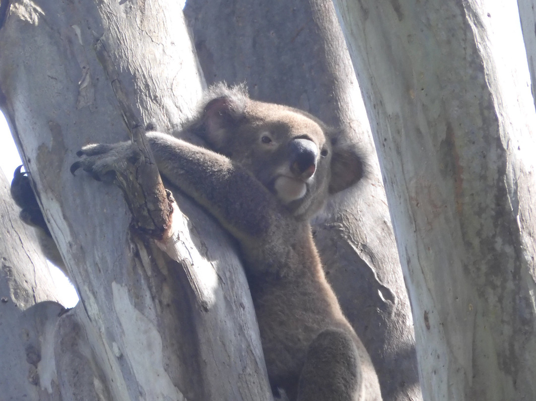 南十字星四驱车之旅-冲浪者天堂必去景点