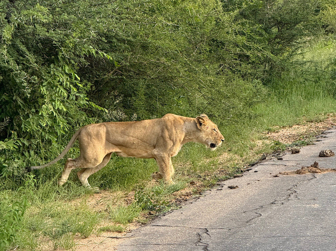 Into Africa life changing experiences-Seronera必去景点
