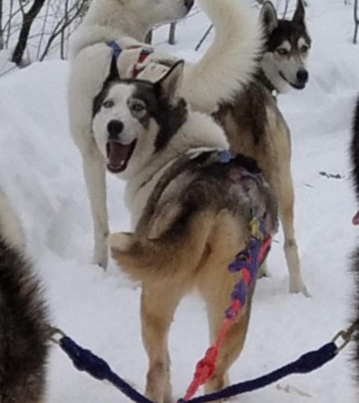 Winterdance Dogsled Tours景点图片