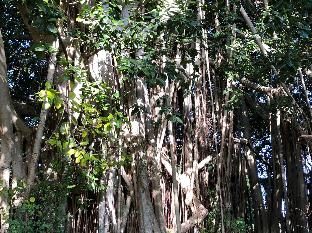 Dreher Park-西棕榈滩必去景点