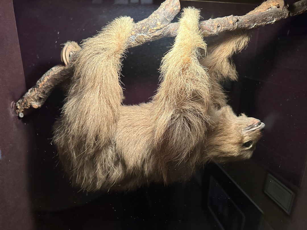 Museum Of Jurassic Technology-卡尔弗城必去景点