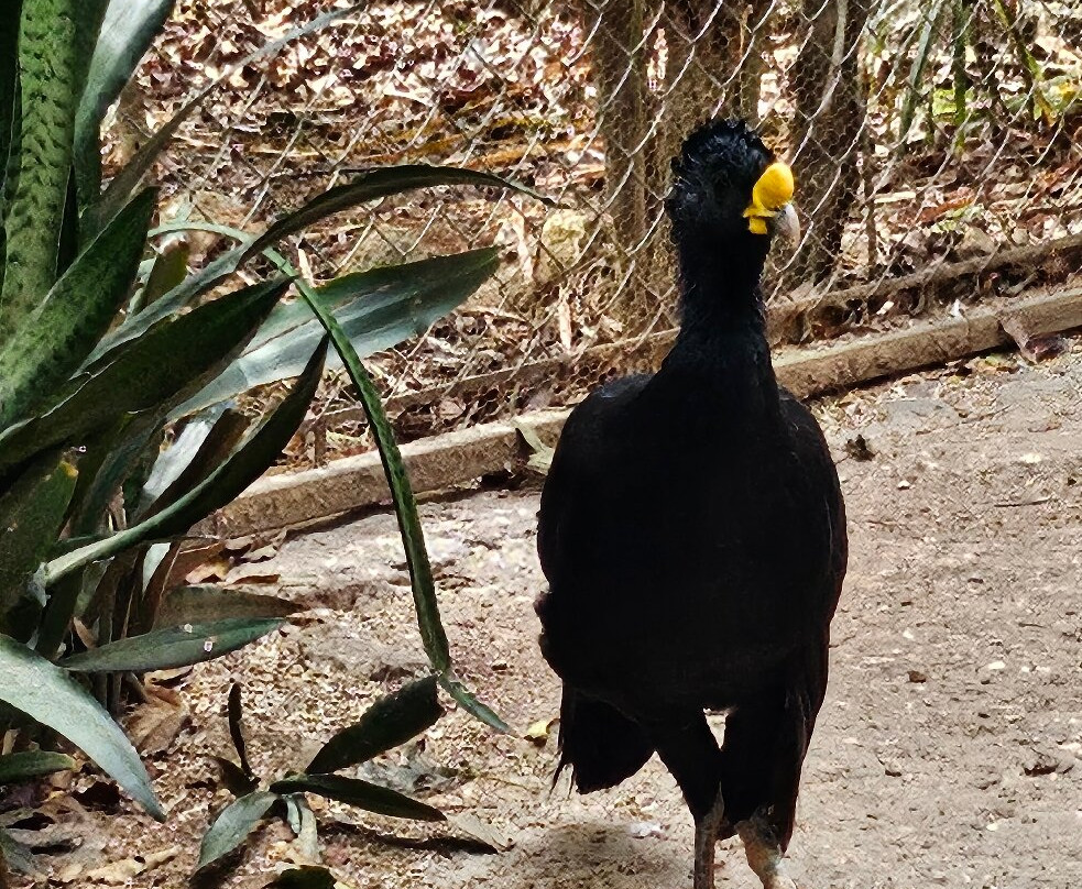 Choco Story uxmal-乌科斯玛必去景点