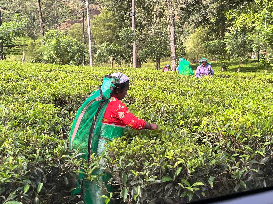 Flyingro Lanka Tours (Pvt) Ltd景点图片