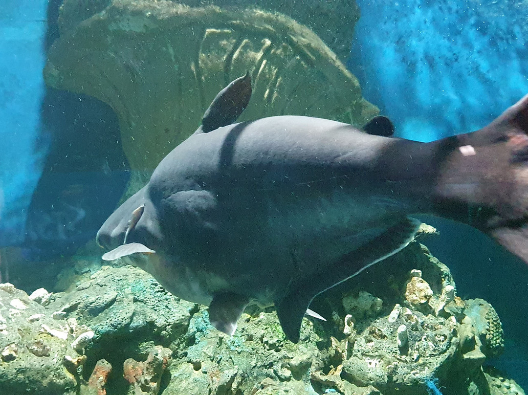 Si Sa Ket Aquarium-四色菊必去景点