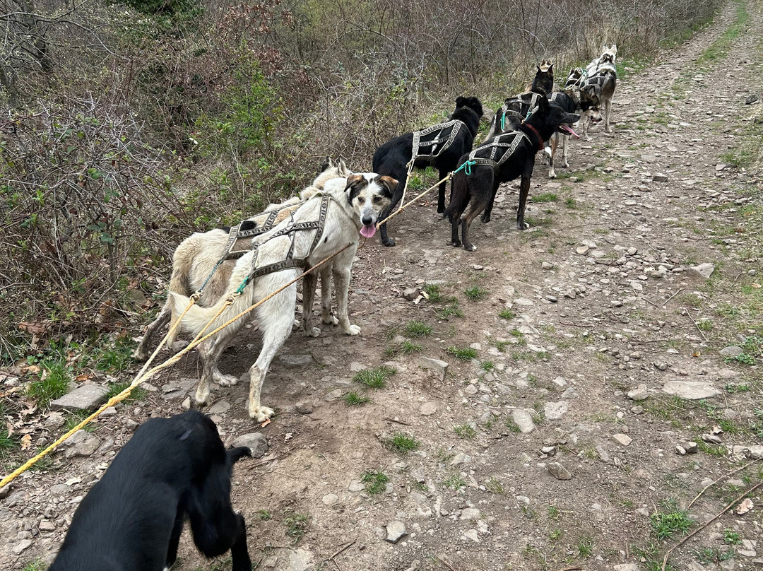 Dog sled tour  Mátrafüred-马特劳菲赖德必去景点