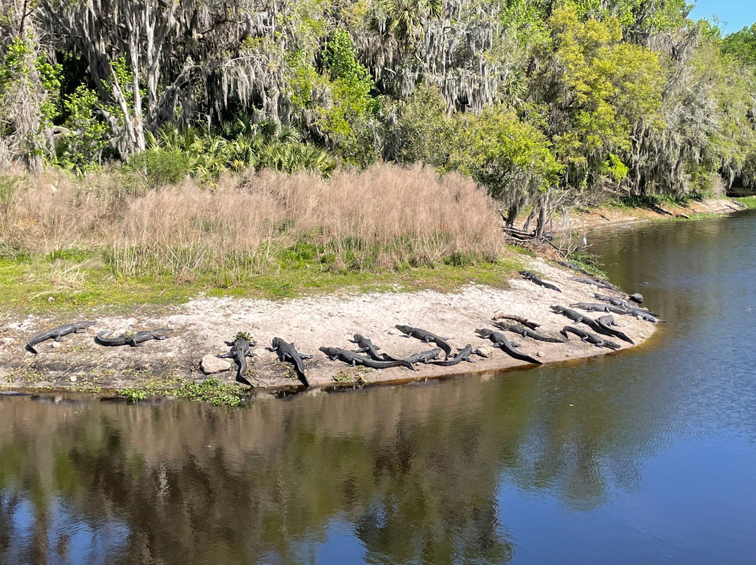 Paynes Prairie Preserve State Park景点图片