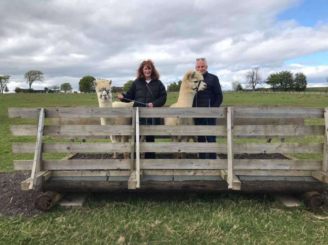 Bowbridge Alpacas Scotland景点图片