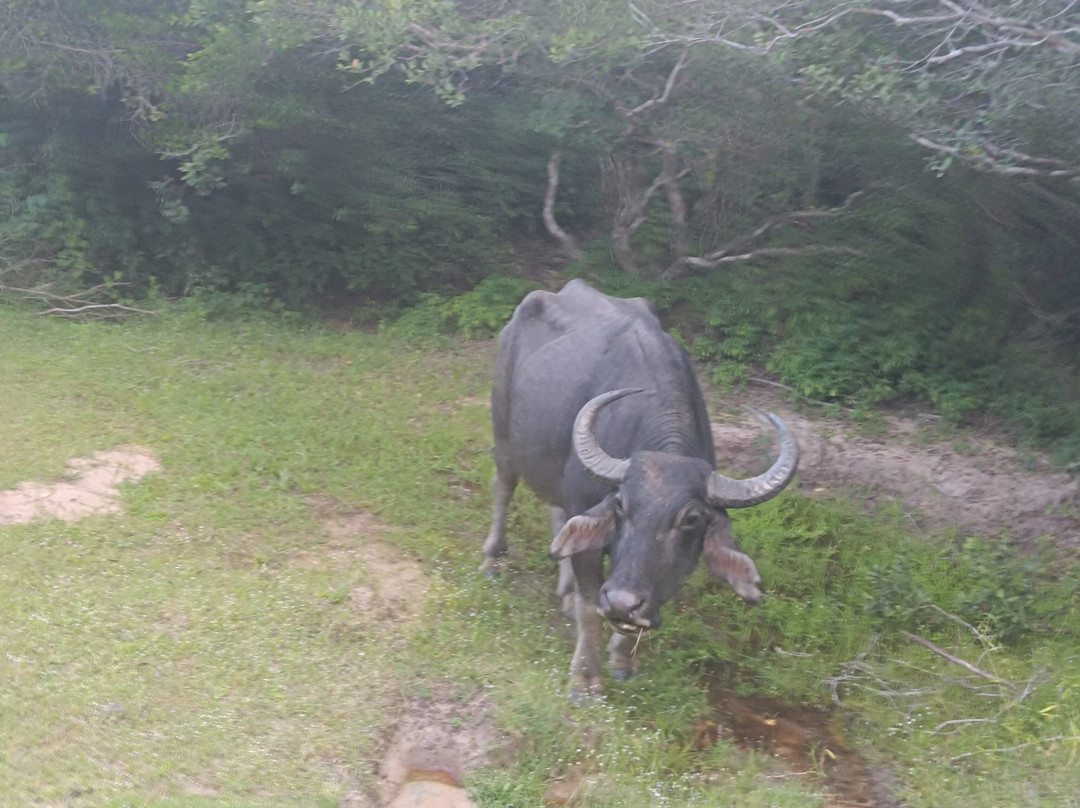 Safari Panama Sri Lanka-Panama必去景点