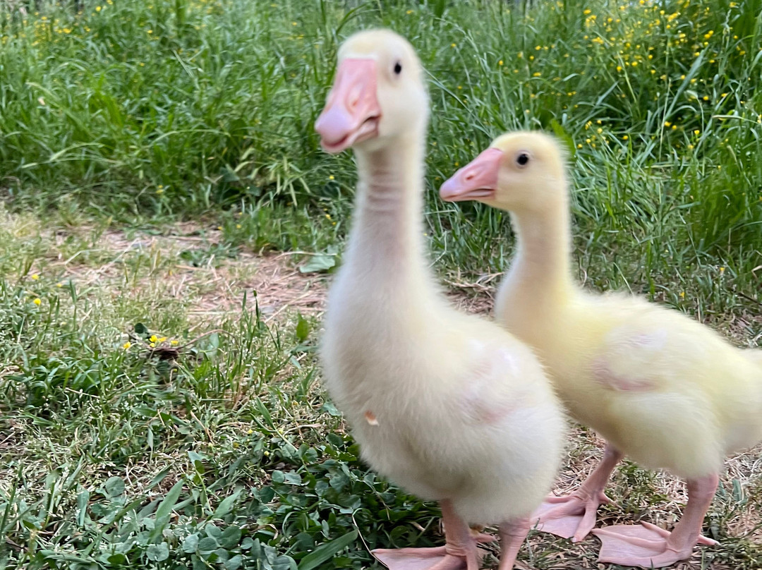 Inn at Celebrity Dairy主图